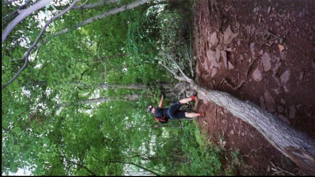 me_chimneyrock_climbingtree.jpg