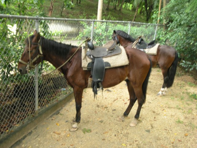 pc025005.jpg