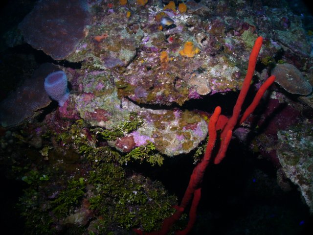 pict0029.jpg