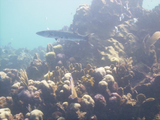 pict0070.jpg
