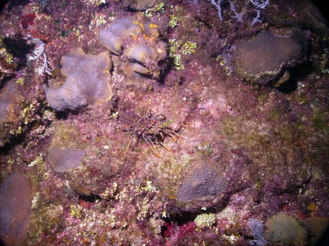 pict0071.jpg