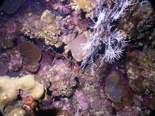 pict0074.jpg