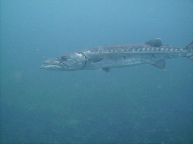 pict0260.jpg