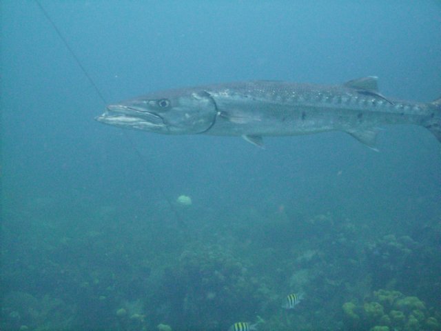 pict0263.jpg