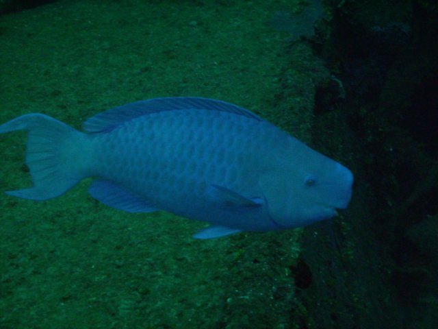 pict0271.jpg