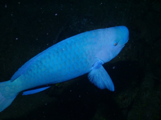 pict0274.jpg