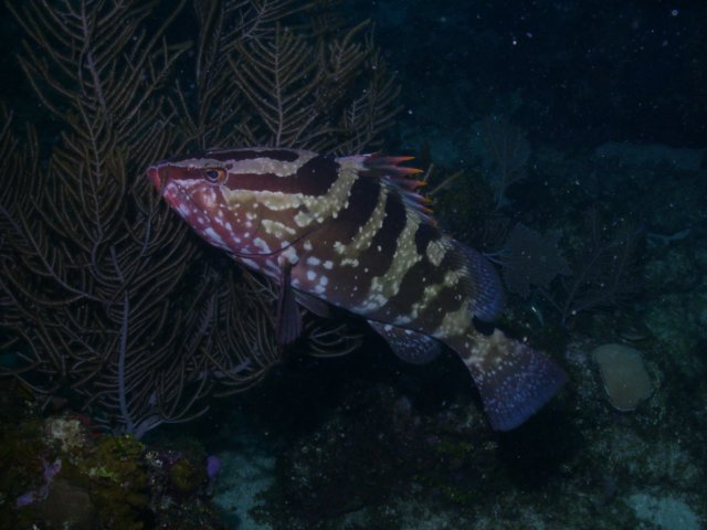 pict0290.jpg