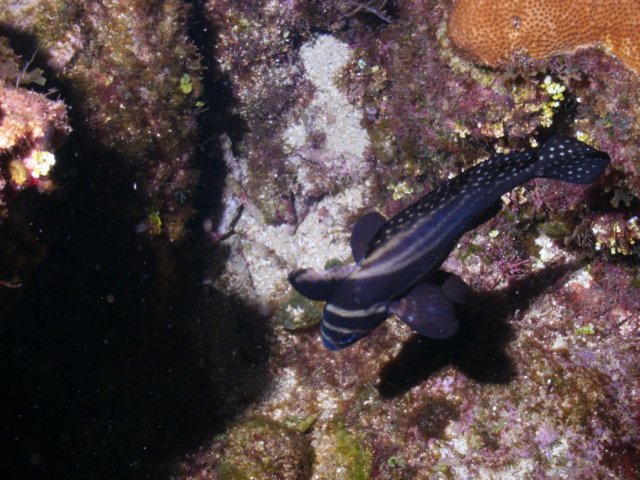 pict0335.jpg