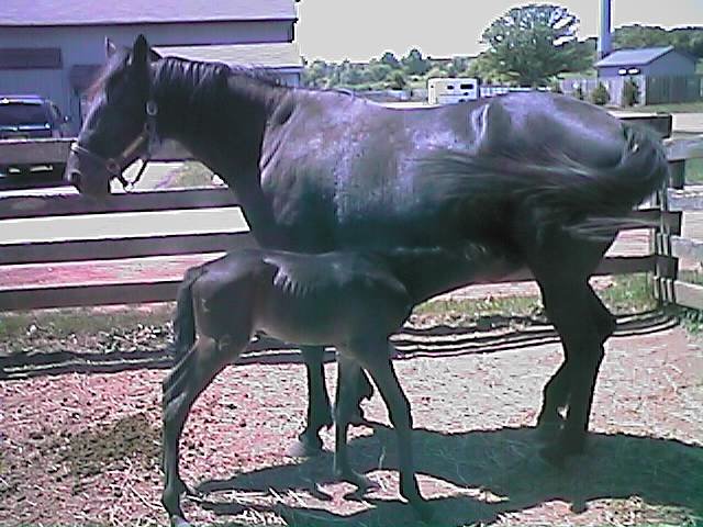 paganandfoal2.jpg