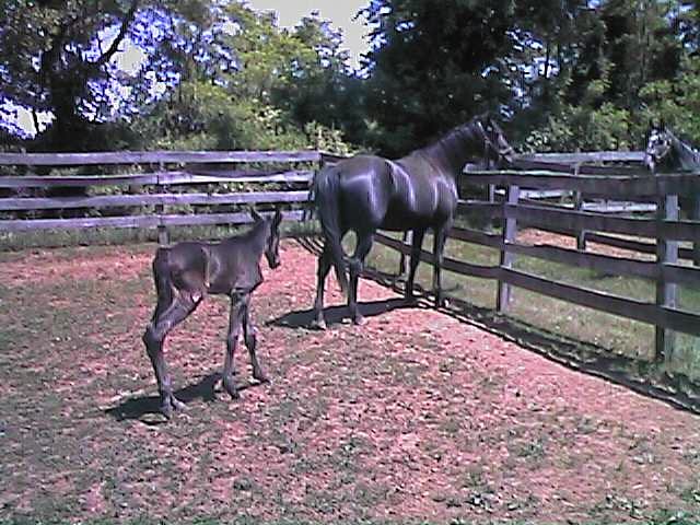 paganandfoal4.jpg