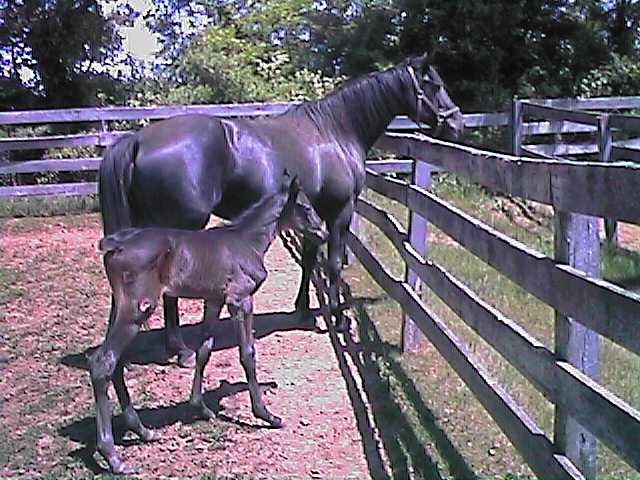 paganandfoal5.jpg