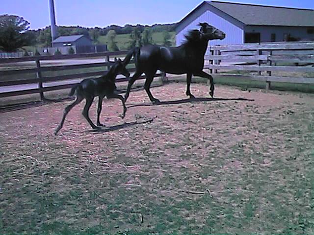 paganandfoal7.jpg