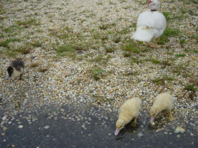 babyducks27.jpg