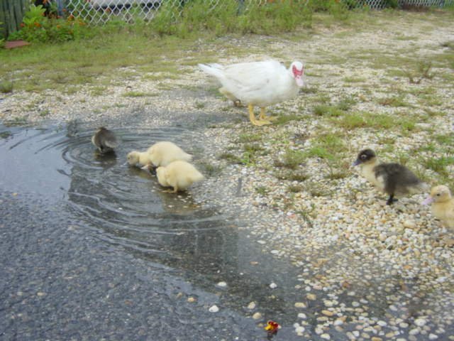 babyducks28.jpg