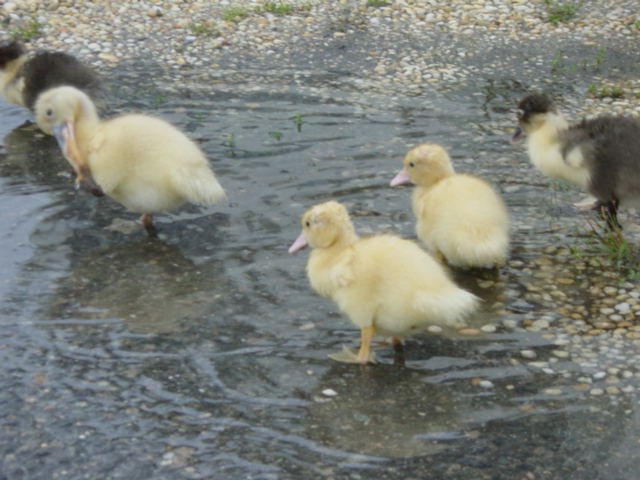 babyducks29.jpg