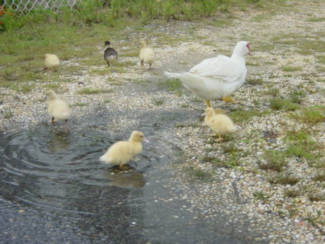 babyducks30.jpg