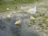 babyducks30_small.jpg