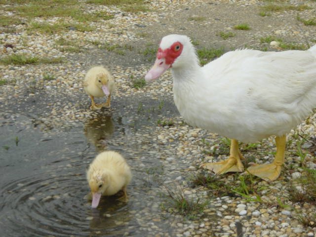 babyducks31.jpg