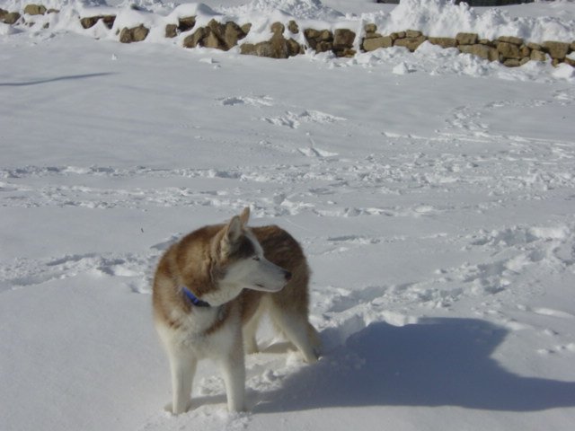 dsc00015a.jpg