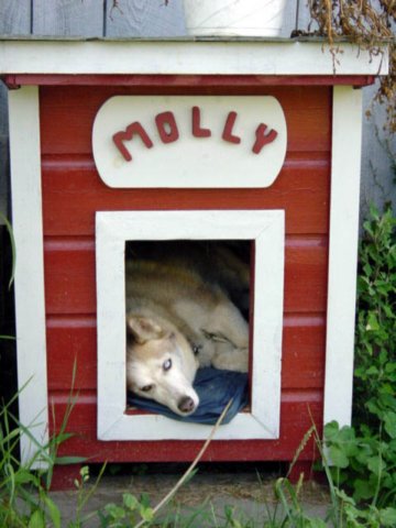 mollyindoghouse_7_2002_2.jpg