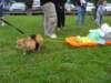 poochparade16_small.jpg