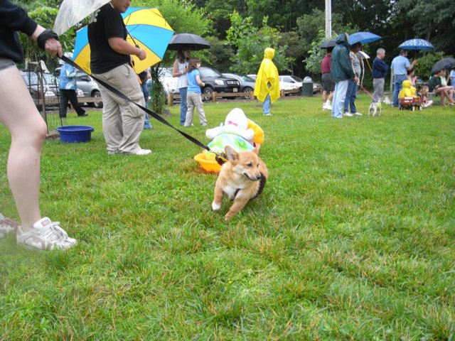 poochparade19.jpg