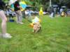 poochparade19_small.jpg