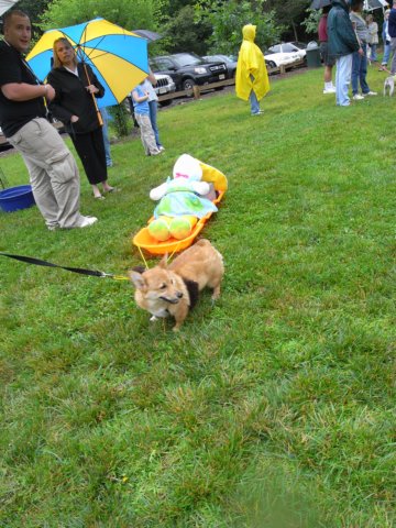 poochparade20.jpg