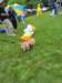 poochparade20_small.jpg